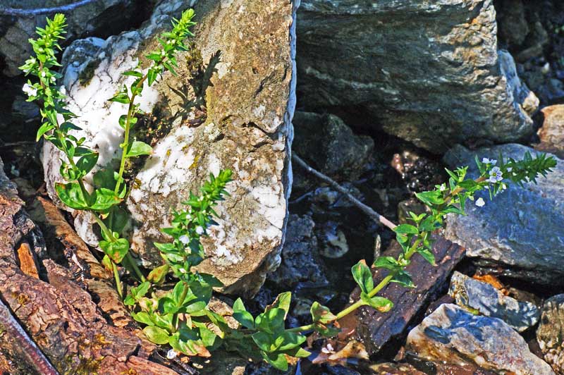 Veronica serpylifolia